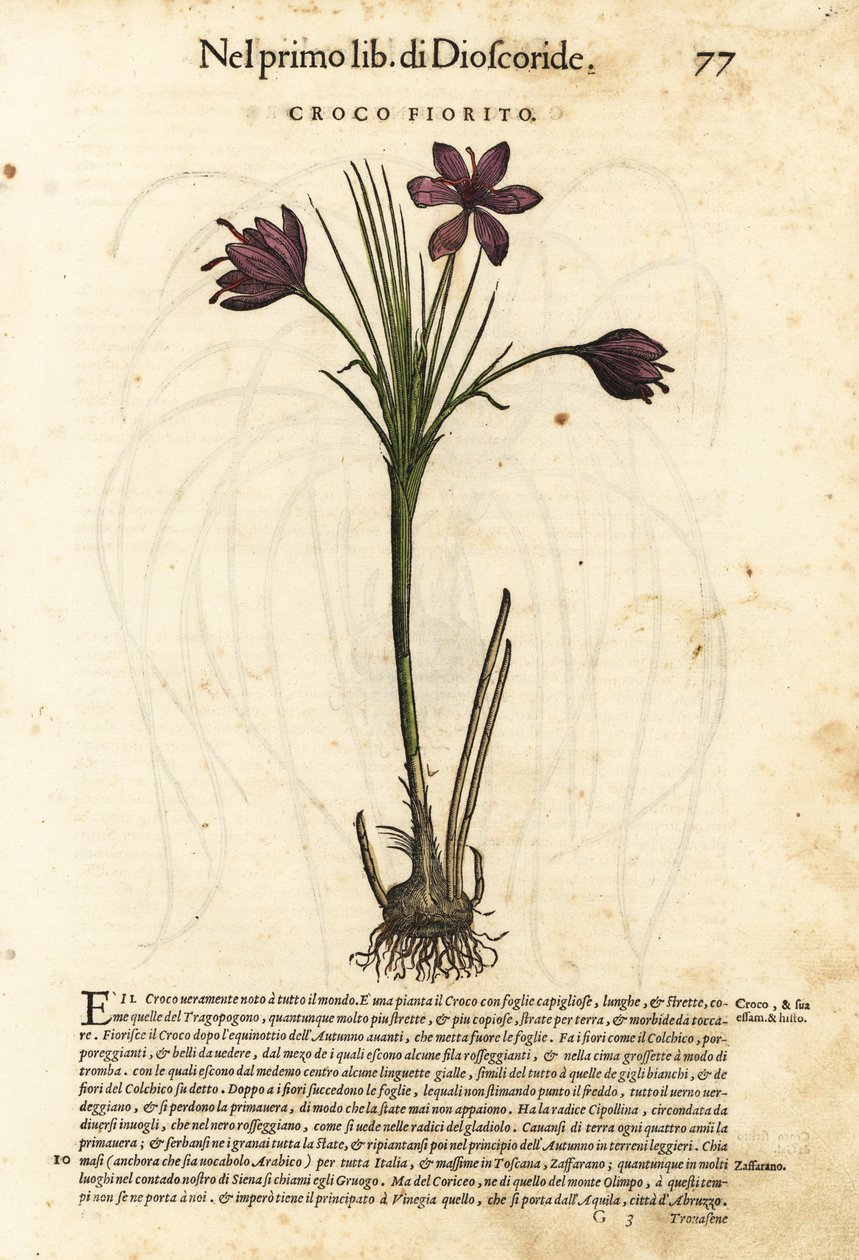 Wiosenny krokus, Crocus vernus (Kwitnący krokus). Ręcznie kolorowany drzeworyt autorstwa Wolfganga Meyerpicka na podstawie ilustracji Giorgio Liberale z Discorsi di P.A. Matthioli ne i sei libri della Materia Medicinale di Pedacio Dioscorid Pietro Andrea M autorstwa Unbekannter Künstler