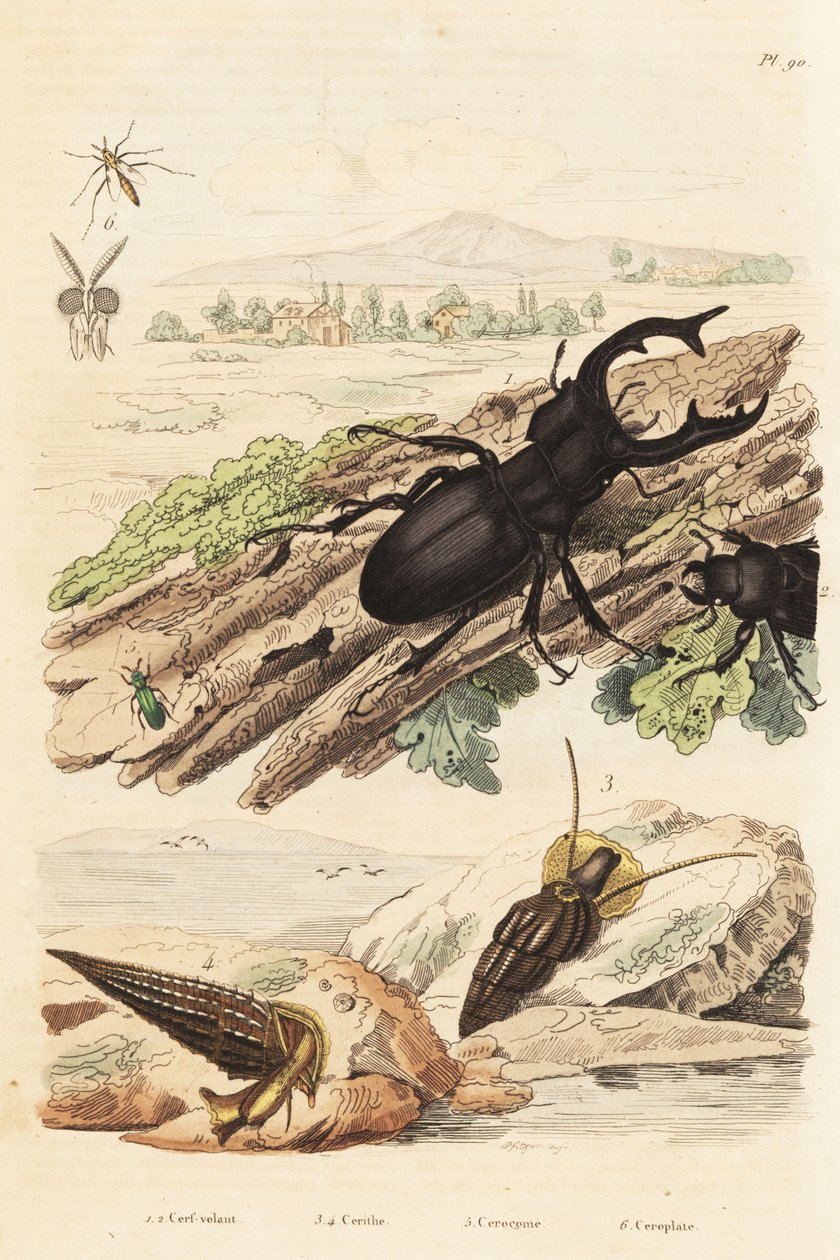 Jelonek rogacz, jeleń Lucanus 1, Cerithium sulcatum i małże Rhinoclavis 3,4, Cerocoma elateroides 5 i osa Keroplatus tipuloides 6 autorstwa Unbekannt