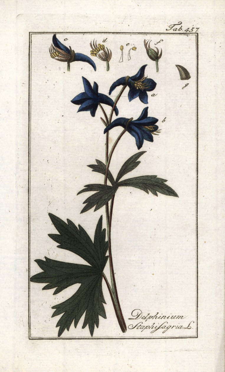 Staphisegar lub ziele z wszy, podagrycznik lub dzikie winogrono (Delphinium staphisagria). Litografia z "Afbeelding der Artseny-Gewassen" autorstwa Johannesa Zorna (1739-1799), Holandia autorstwa Unbekannter Künstler