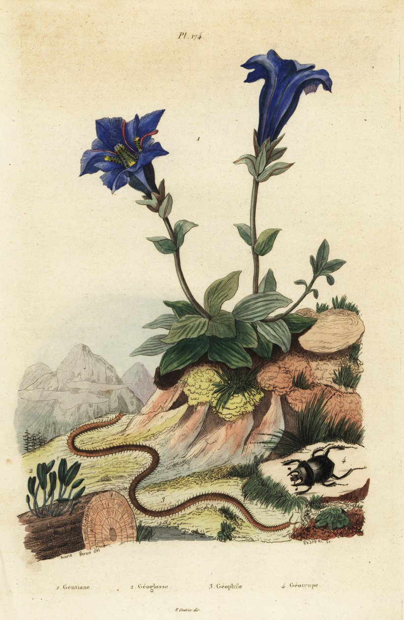 goryczka bezłodygowa, goryczka acaulis 1, Clavaria ophioglossoides 2, stonoga, Geophilus walckenaerii 3 i skarabeusz, Geotrupes momus 4 autorstwa Unbekannt