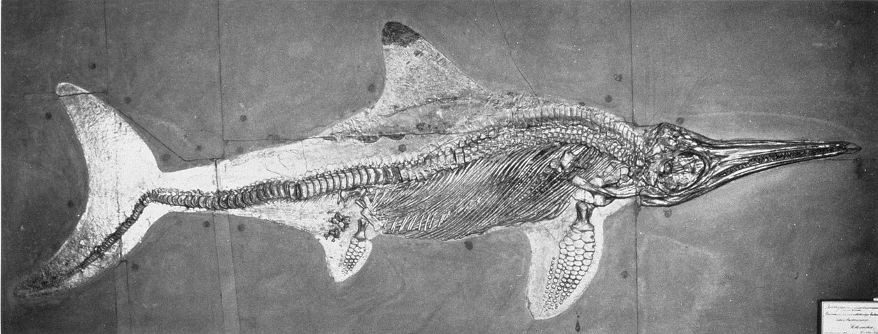 Stenopterygius megacephalus (The Oxford Ichtiozaur) znalazł Nr. Stuttgart, Niemcy, okres Górnego Liasu autorstwa Unbekannt