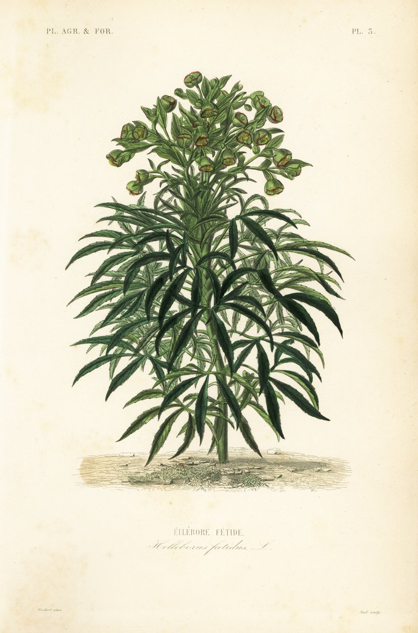 Ciemiernik cuchnący, Helleborus foetidus, Hellebore fetide autorstwa Unbekannt