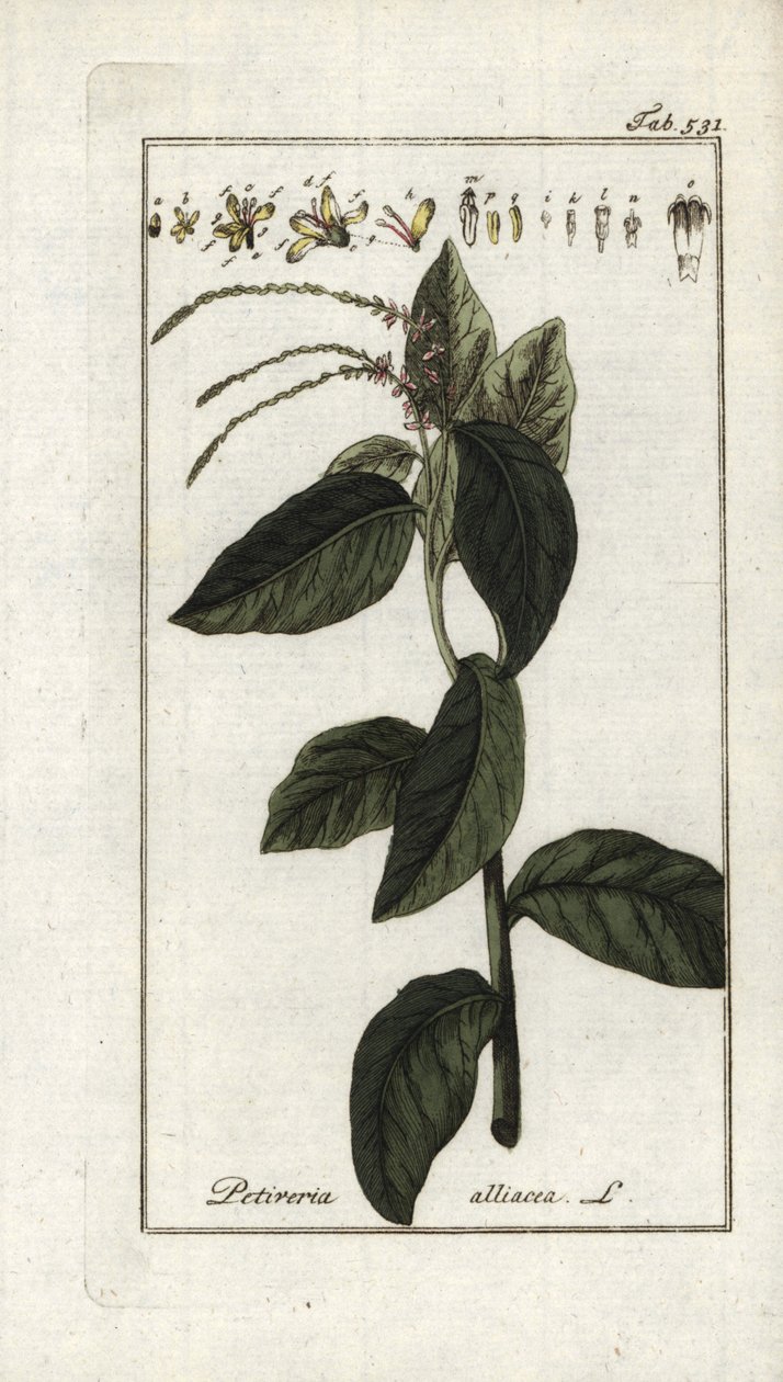 Śmierdząca werbena lub liana czosnkowa (Petiveria alliacea). Litografia z "Afbeelding der Artseny-Gewassen" Johannesa Zorna (1739-1799), Holandia autorstwa Unbekannter Künstler