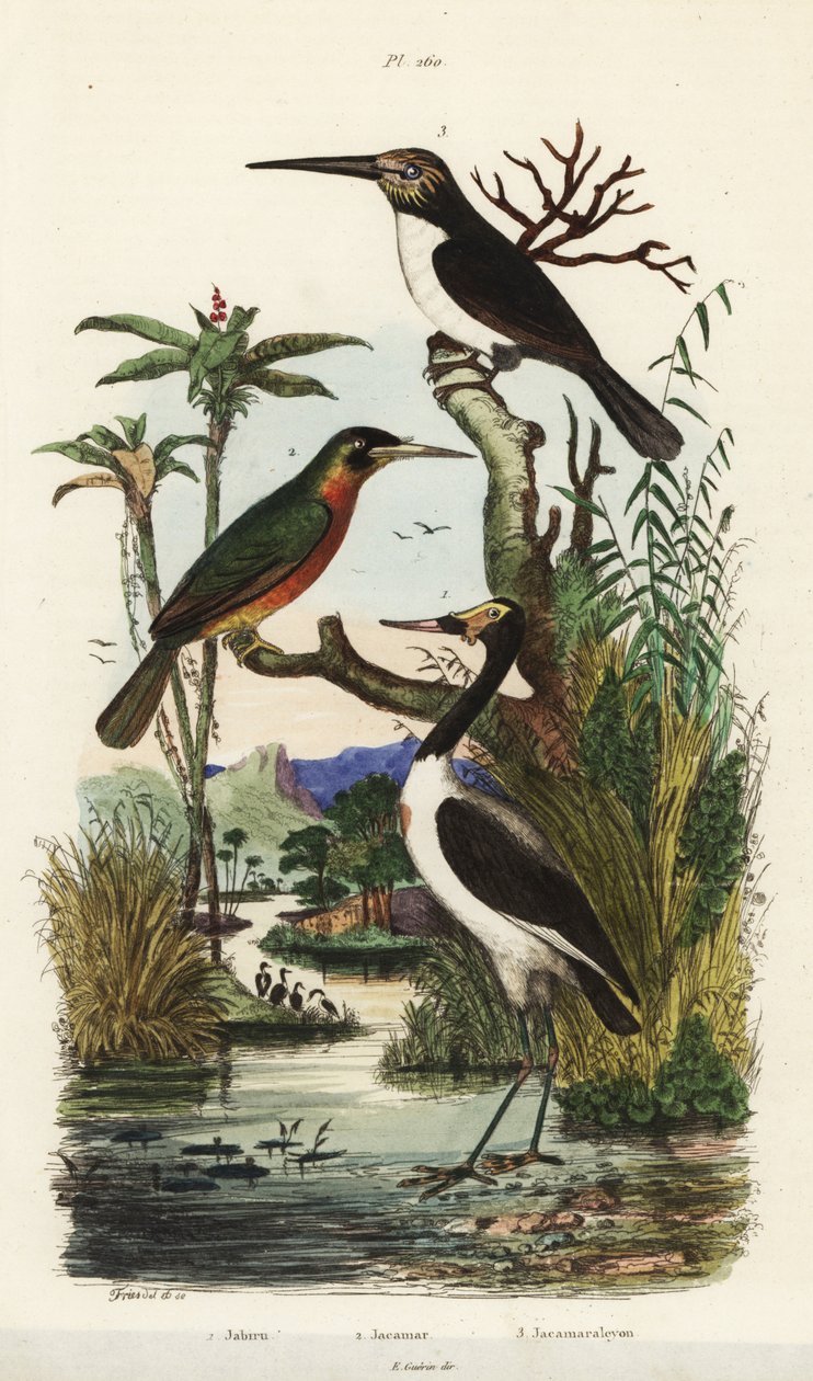 Bocian, Mycteria Jabiru, jakamar rdzawy, Galbula ruficauda i jakamar trójpalczasty, Jacamaralcyon tridactyla autorstwa Unbekannt