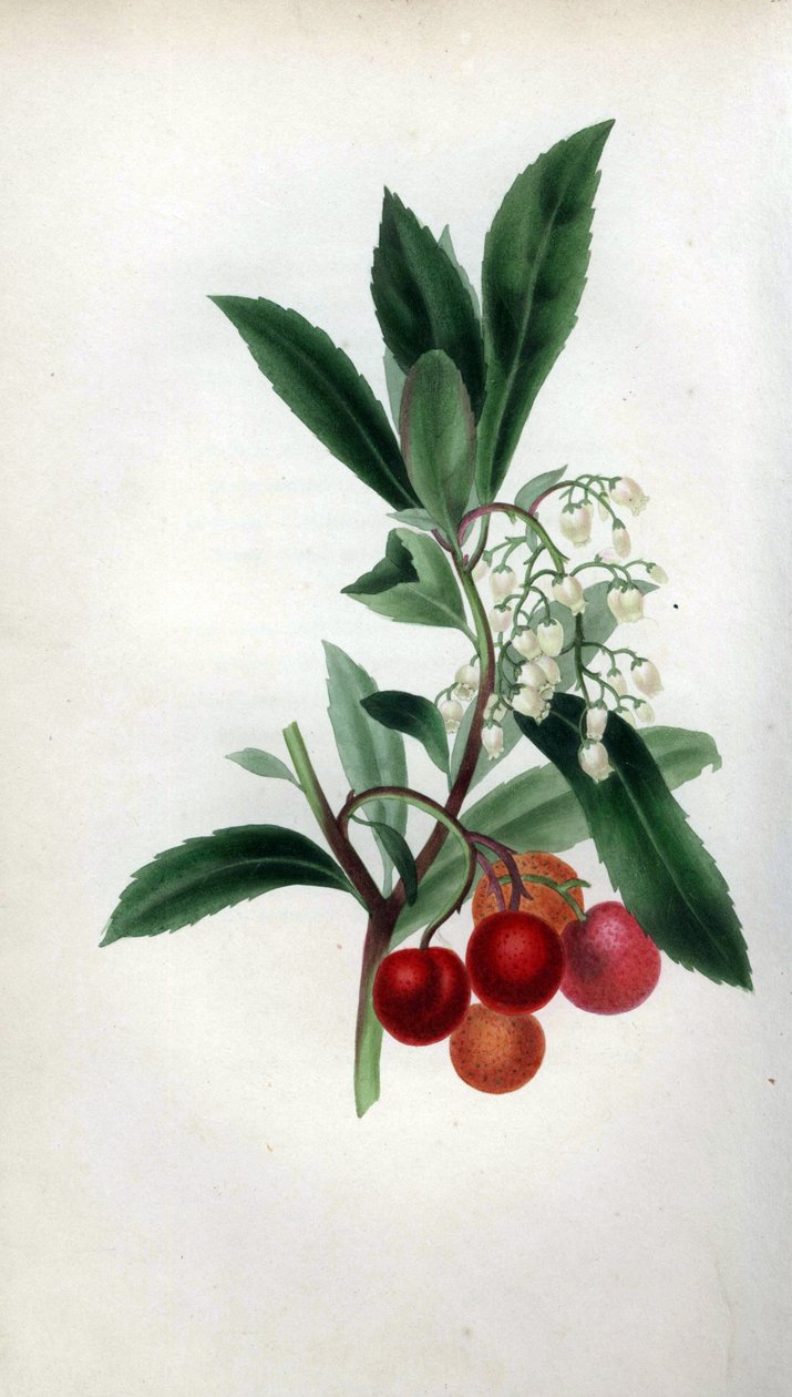 Drzewo truskawkowe z kwiatami i owocami, Arbutus unedo. Ręcznie kolorowana ilustracja botaniczna narysowana z natury przez panią Rebeccę Hey z jej własnego "Spirit of the Woods", Londyn, Longman, Rees autorstwa Unbekannter Künstler