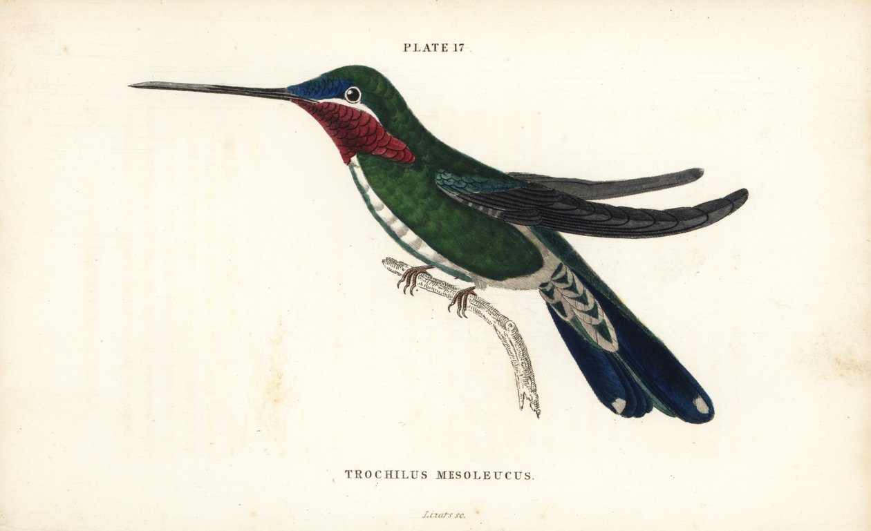Prążkowany szpak, Heliomaster squamosus (koliber w białe paski, Trochilus mesoleucus). Ręcznie kolorowany staloryt autorstwa Williama Lizarsa z Naturalist