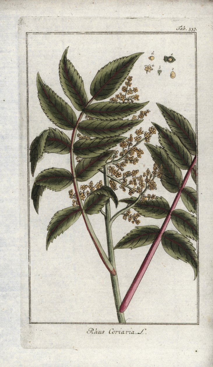 Sumak podróżników lub korroyere (Rhus coriaria). Litografia z "Afbeelding der Artseny-Gewassen" Johannesa Zorna (1739-1799), Holandia autorstwa Unbekannter Künstler