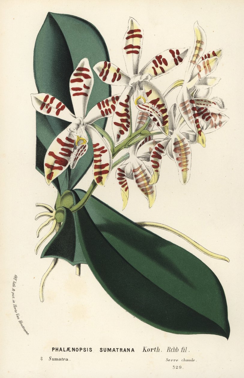 Storczyk sumatrzański Phalaenopsis sumatrana. Ręcznie kolorowana litografia z książki Louisa van Houtte