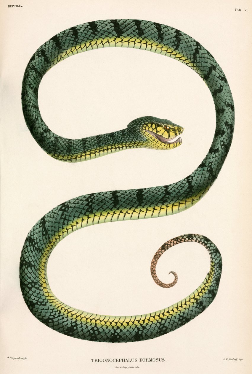 Sumatran Pit-Viper, Indonezja autorstwa Unbekannter Künstler