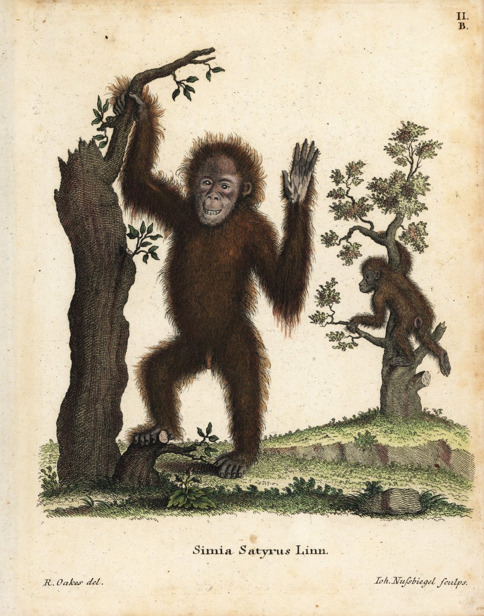 Orangutan sumatrzański, Pongo abelii. Krytycznie zagrożony. Ręcznie kolorowany miedzioryt według ilustracji R. Oakesa z "Animal Illustrations after Nature, or Schreber