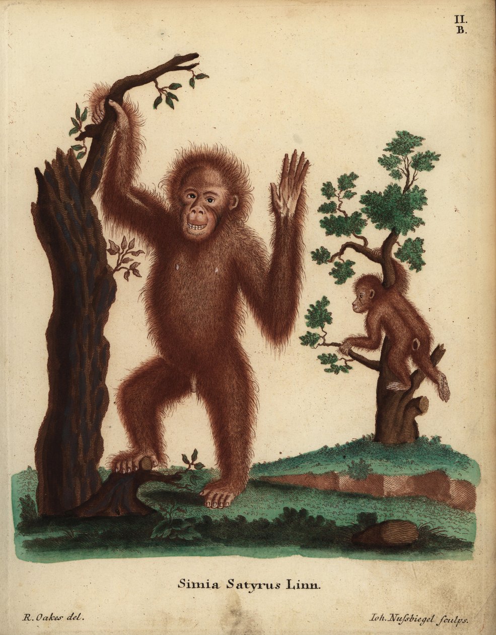 Orangutan sumatrzański, Pongo abelii. Krytycznie zagrożony. Simia satyrus Linn. Ręcznie kolorowany miedzioryt Johanna Nussbiegela według ilustracji R. Oakesa z "Animal Illustrations after Nature" Johanna Christiana Daniela Schrebera lub "Schreber
