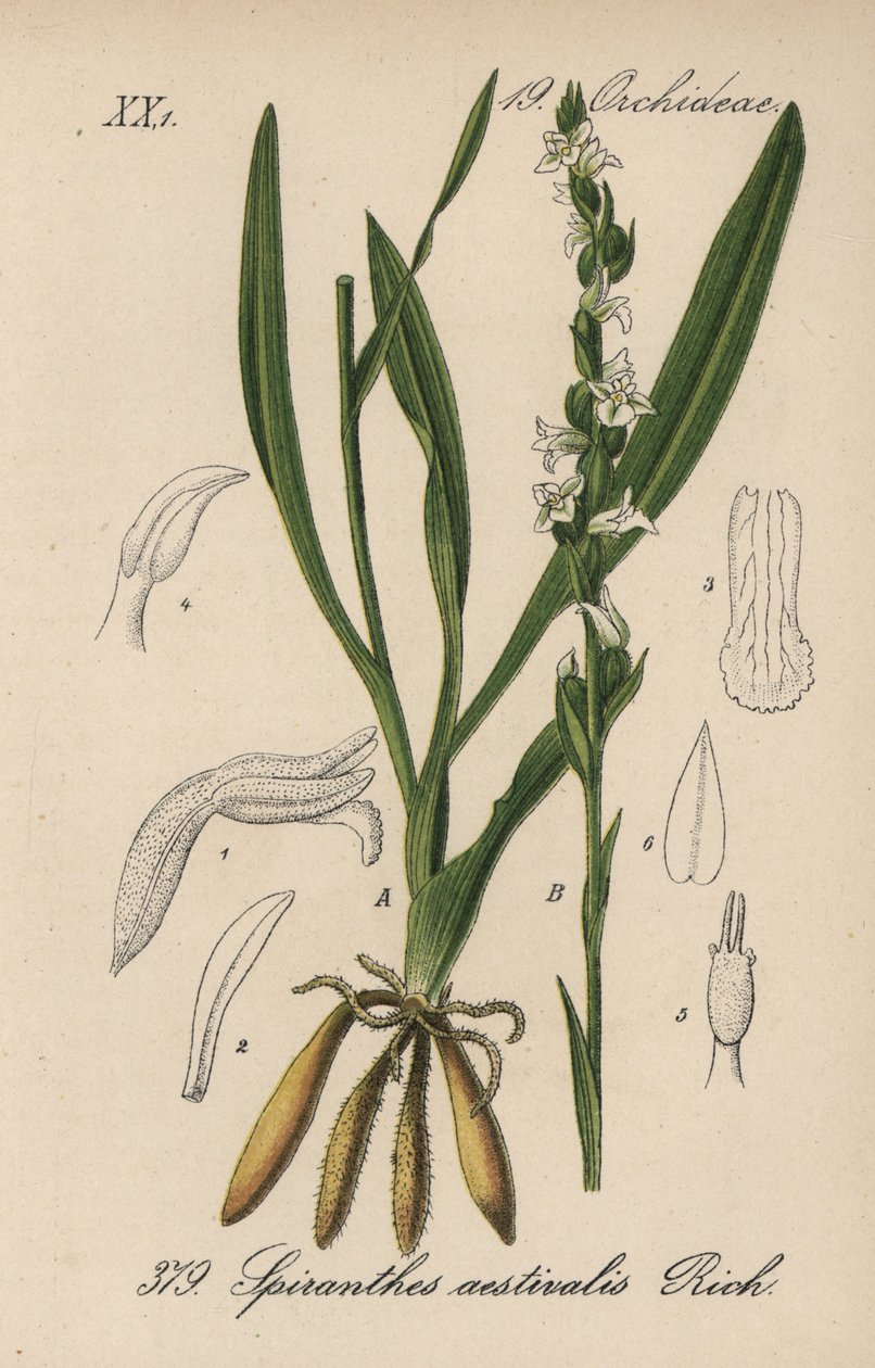 Spiranthes aestivalis - Spiranthes aestivalis. Ręcznie kolorowana litografia z Flora Niemiec (Flora von Deutschland) Diedericha von Schlechtendala, Jena autorstwa Unbekannter Künstler