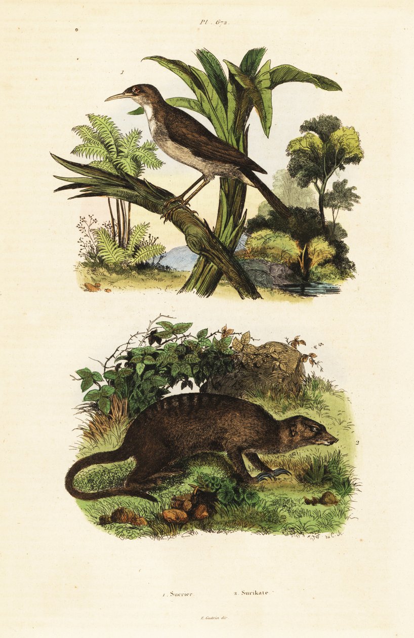 Ptak słoneczny i surykatka, 1834-1839 (rycina) autorstwa Unbekannter Künstler