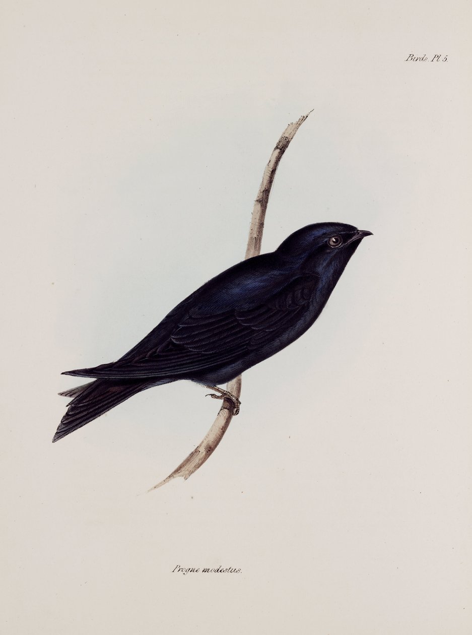 Jaskółka lub martin, Ameryka Południowa, ok. 1832-1836 autorstwa Unbekannt
