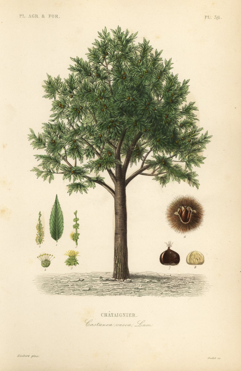 Kasztan cukrowy, Castanea sativa, Castanea vesca, Chataignier autorstwa Unbekannt