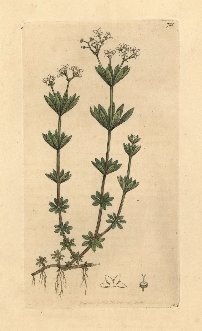 Galium odoratum (marzanka wonna, Asperula odorata) (gaillet odorant) Ręcznie kolorowany miedzioryt według rysunku Jamesa Sowerby