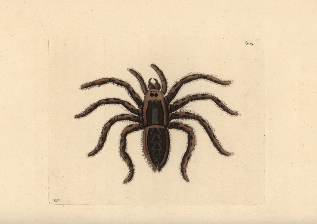 Tarantula wolf spider, Lycosa tarantula (pająk tarantula, Aranea tarantula). Ilustracja narysowana i wygrawerowana przez Richarda Polydore