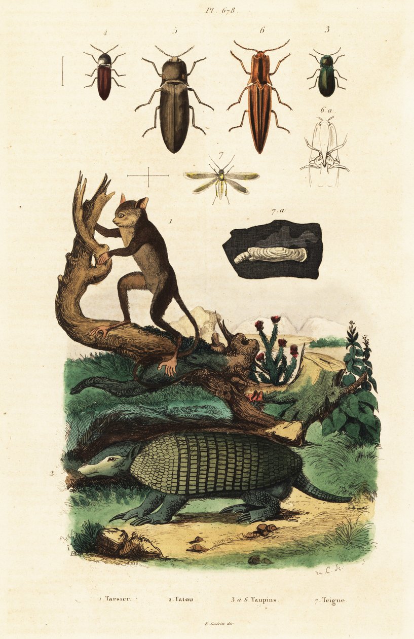 Wyrak, pancernik i chrząszcze. ,1834-1839 (grawerowanie) autorstwa Unbekannter Künstler