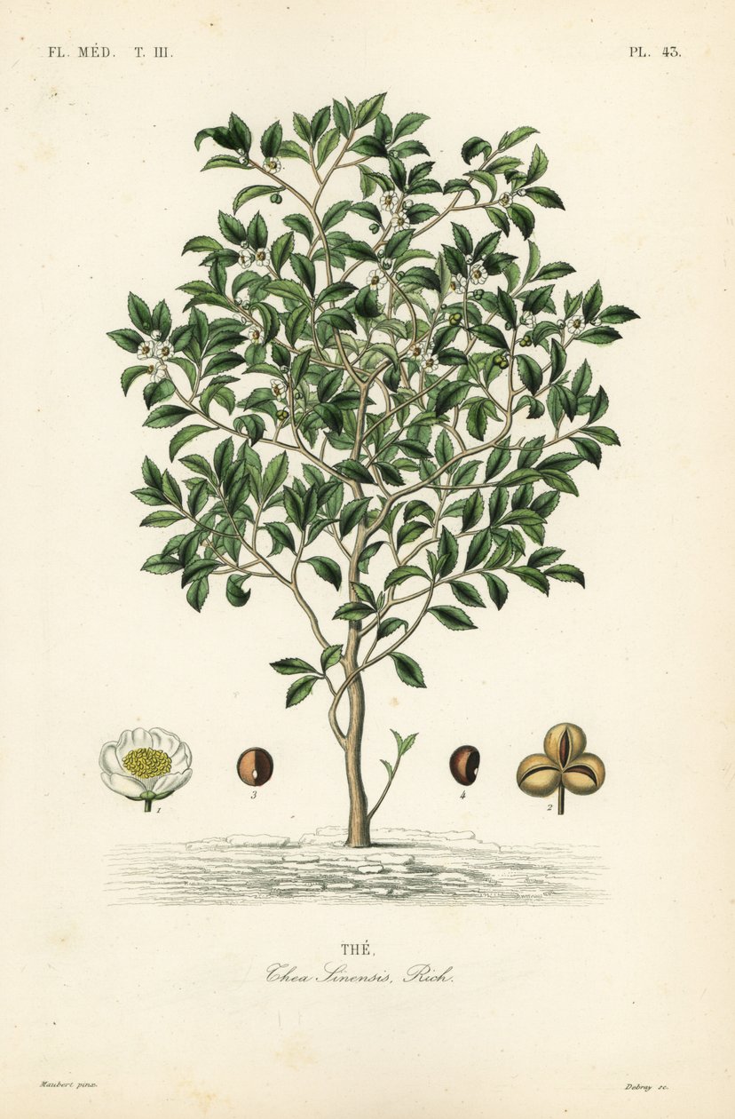 Drzewo herbaciane lub roślina herbaciana, Camellia sinensis, Thea sinensis, the autorstwa Unbekannt
