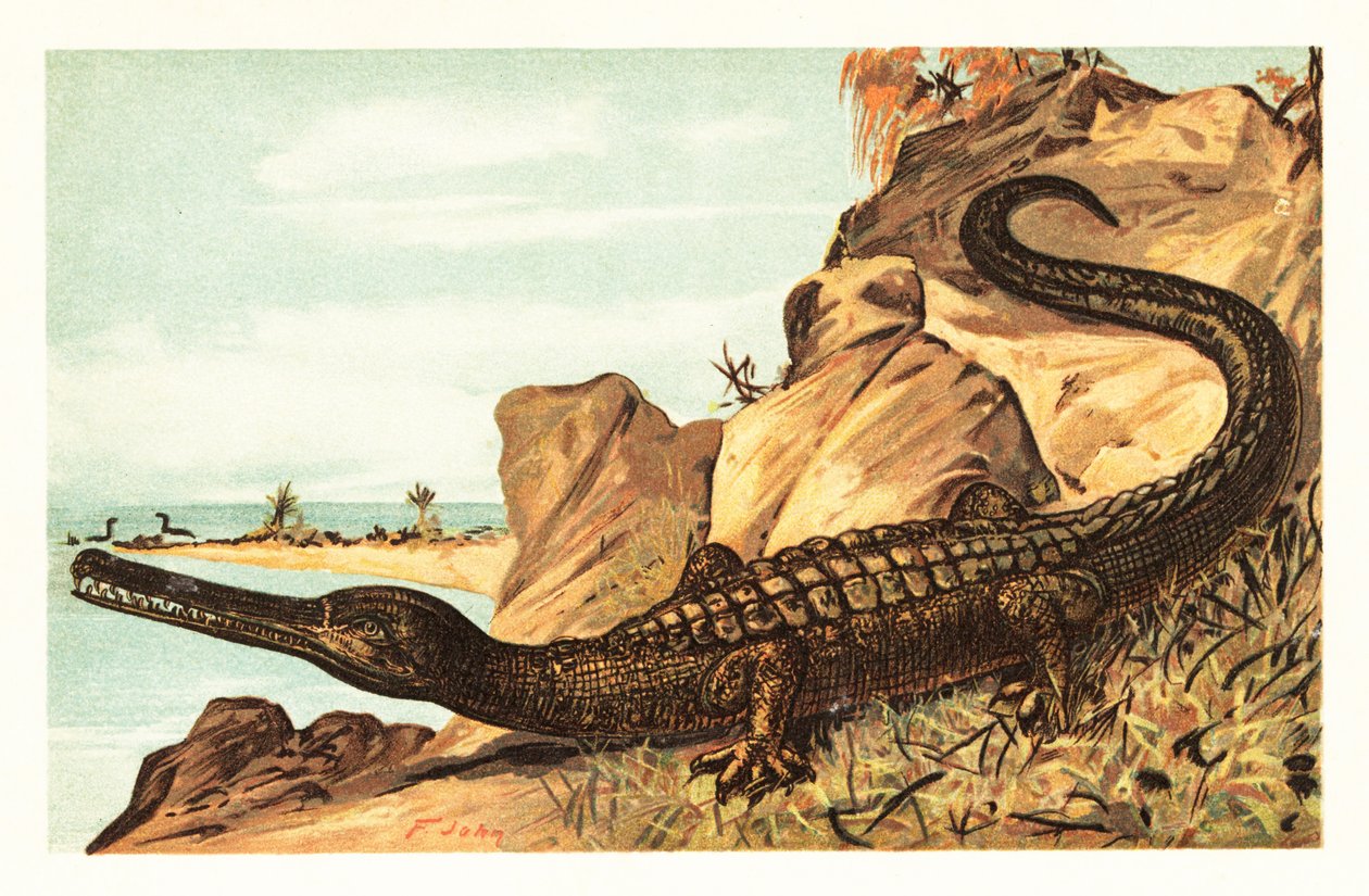 Teleosaurus cadomensis, wymarły gatunek krokodyla morskiego.1908 (litografia) autorstwa Unbekannter Künstler