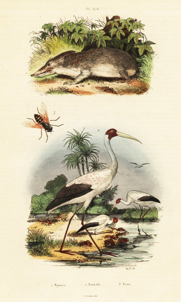 Tenrec, bocian i bzyk.,1834-1839 (rycina) autorstwa Unbekannter Künstler