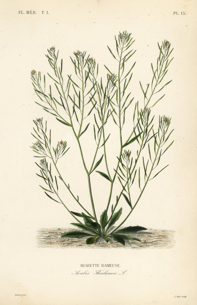 Rzeżucha Thale, rzeżucha uszna lub arabidopsis, Arabidopsis thaliana, Arabis thaliana, Arabette rameuse autorstwa Unbekannt