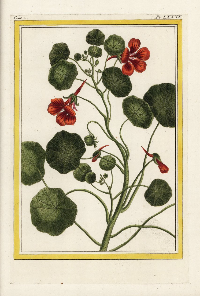 Kapucynka. Nasturcja ogrodowa, Tropaeolum majus. Ręcznie kolorowana akwaforta Pierre