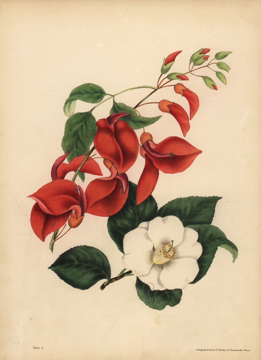 Grzebień Koguta Drzewo Koralowe, Erythrina crista-galli, Osobliwość; Pojedyncza kamelia o białych kwiatach lub róża japońska, kamelia japonica, piękno jest twoją jedyną atrakcją autorstwa Unbekannt