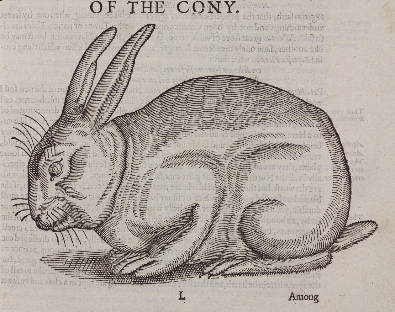 Cony autorstwa Unbekannt