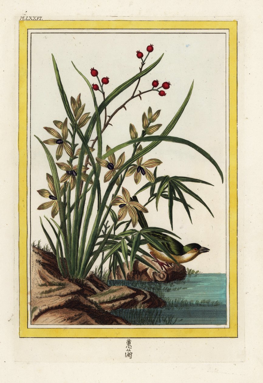Elleborin z Chin. Storczyk Helleborine, Cephalanthera longifolia. Ręcznie kolorowana akwaforta Pierre