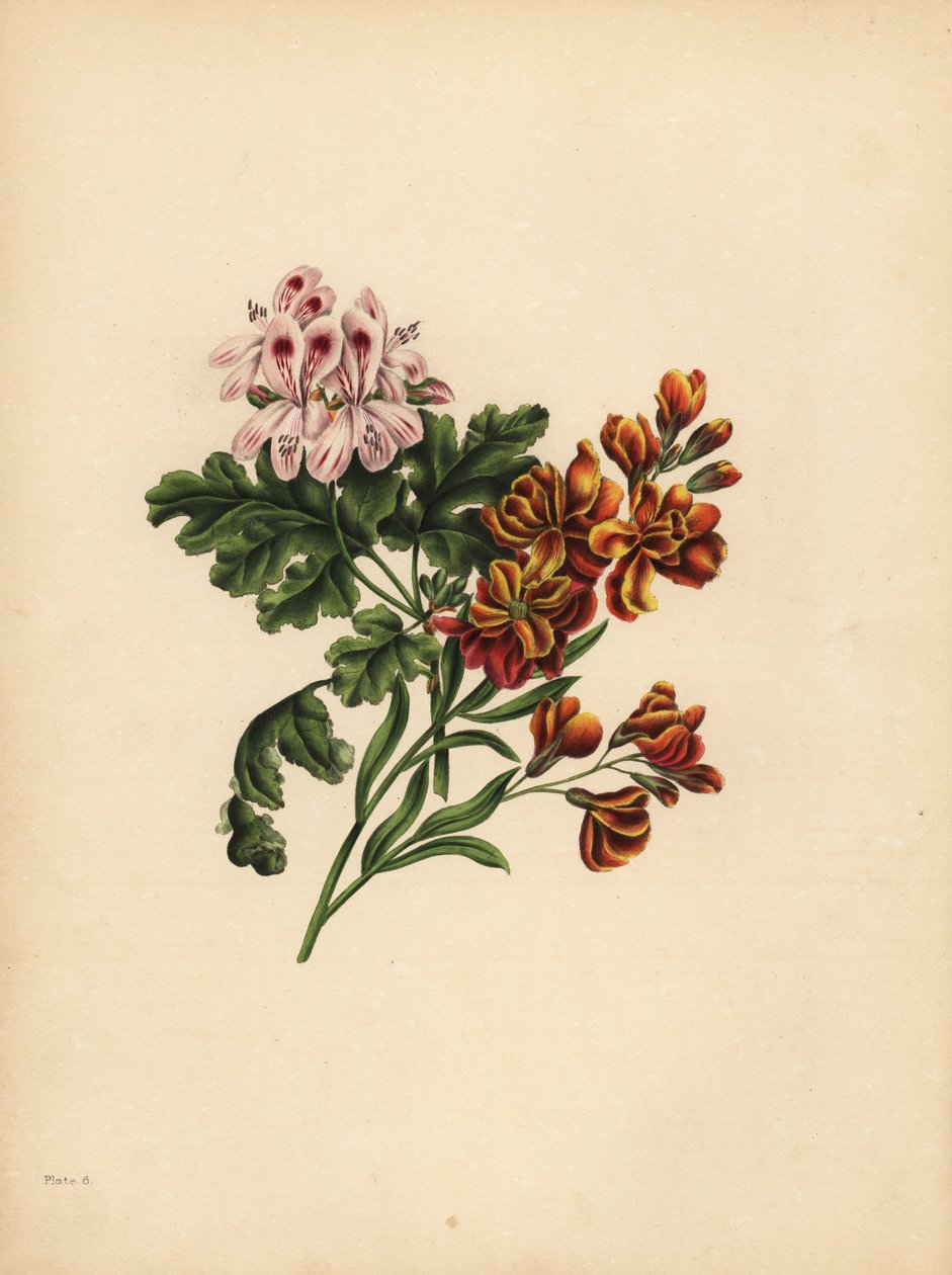 Helen Geranium, Preferencja; The Garden Wallflower, Wierność w nieszczęściu autorstwa Unbekannt
