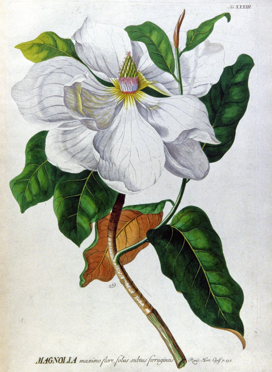 Magnolia autorstwa Unbekannter Künstler