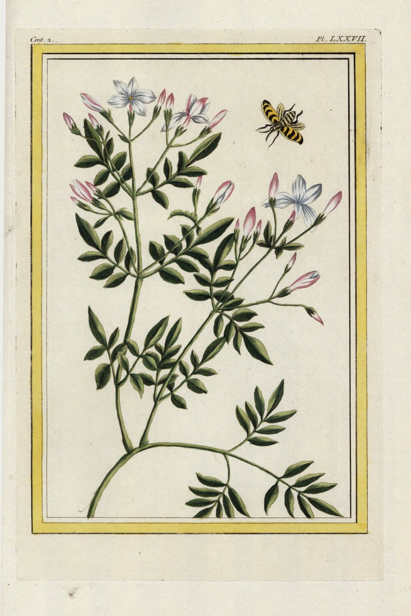 Jaśmin hiszpański. Jaśmin hiszpański, Jasminum grandiflorum. Ręcznie kolorowana akwaforta Pierre