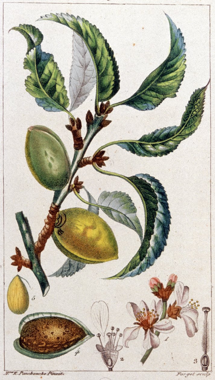 Drzewo migdałowe, ok. 1801-1850 (rycina) autorstwa Unbekannter Künstler