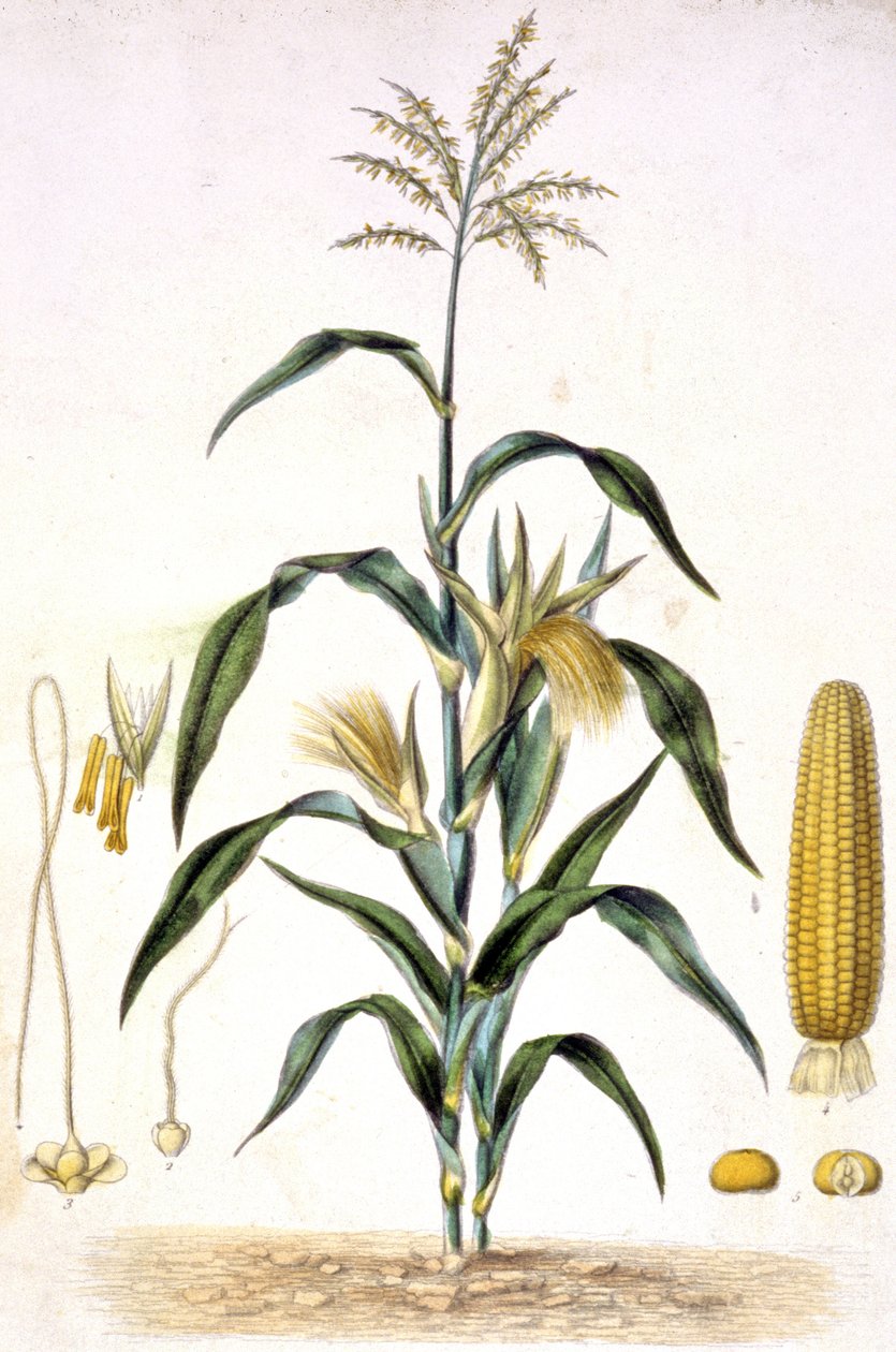 Kukurydza, ok. 1880-1900 (rycina) autorstwa Unbekannter Künstler