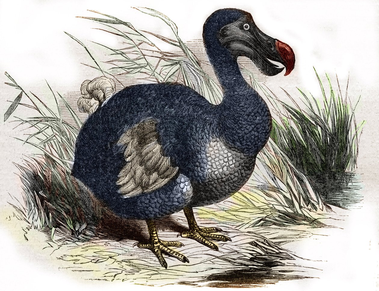 Dodo autorstwa Unbekannter Künstler
