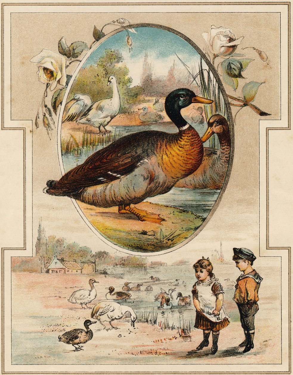 Kaczka. Grawerowanie w „Mon premier Wielki Alfabet”. Bernardin-Bechet Edition, Paryż, ok. 1890. Ilustracje A. des Lilleuls. Brak strony, 46 stron. Wymiary: 31x22cm . autorstwa Unbekannt