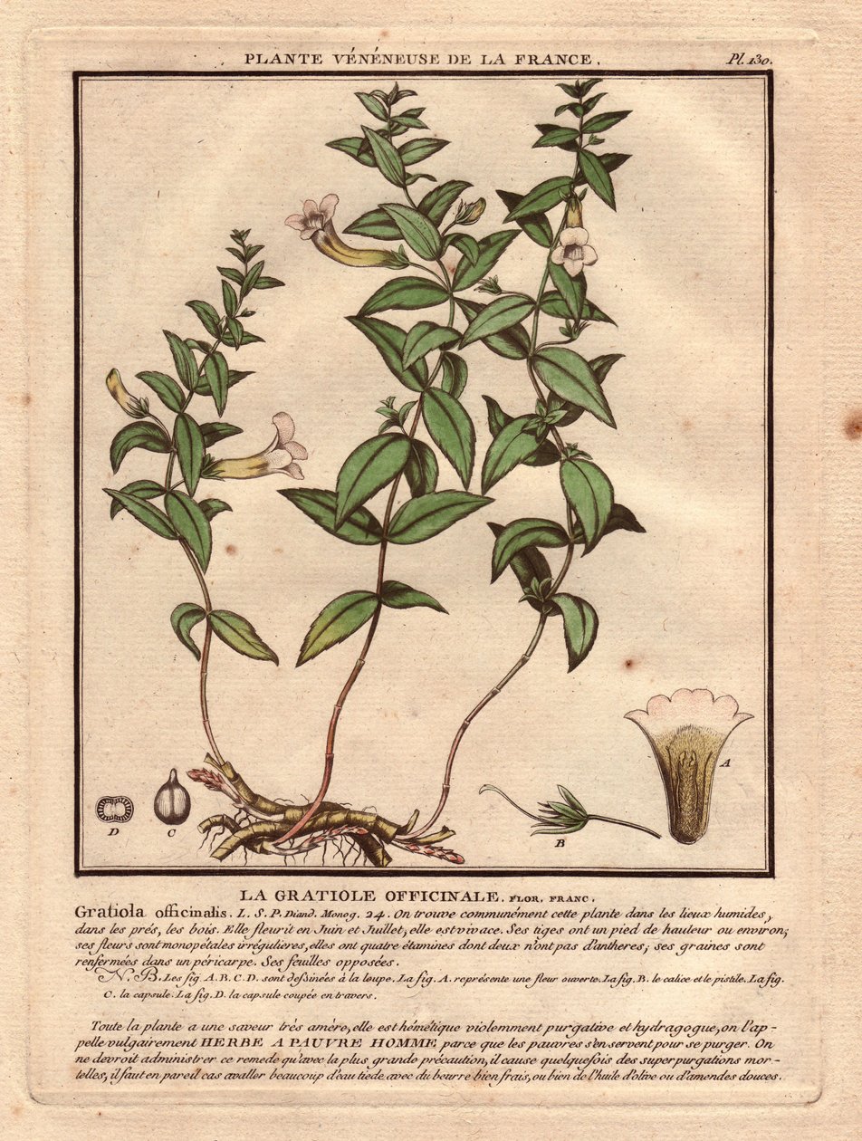 Gratiole officinale (Gratiola officinalis). Roślina żylasta, opis rośliny, łodygi, liści, kwiatów i korzeni. Szczegóły dotyczące kielicha, słupka i kapsułki. Eau forte en couleurs XVIII wiek, w Herbier de la France (1780-1793), rysunek, rycina i p autorstwa Unbekannter Künstler