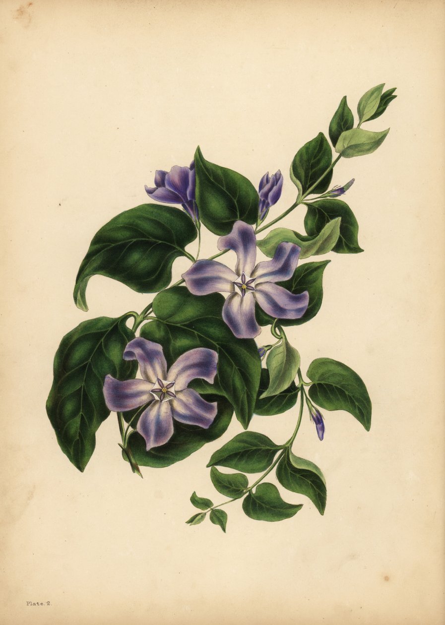 Barwinek duży niebieski, Vinca major, Przyjemności pamięci autorstwa Unbekannt