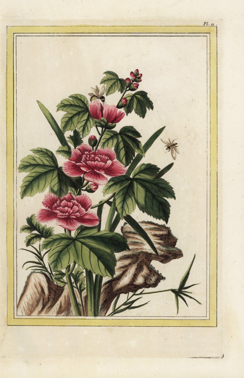 Fioletowe drzewo ma wcielone kwiaty. Malwa różana, Hibiscus syriacus. Ręcznie kolorowana akwaforta Pierre