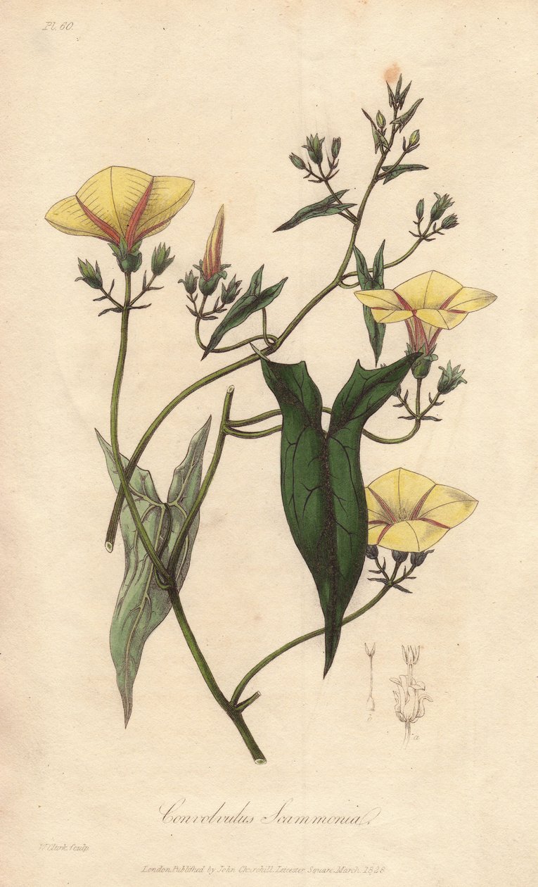 Powój pstry (Convolvulus scammonia) - mocna woda autorstwa Williama Clarke