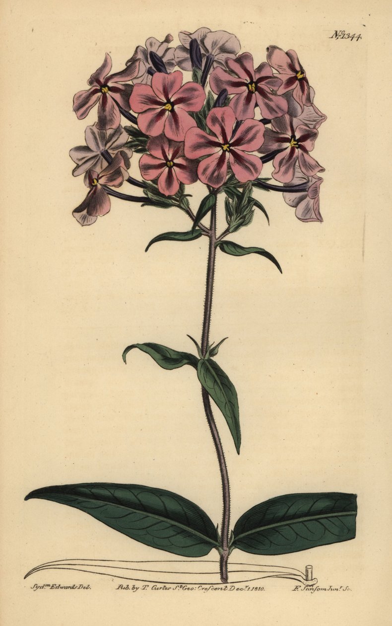 Floks grubolistny, Phlox carolina (lychnidea grubolistna) autorstwa Unbekannt