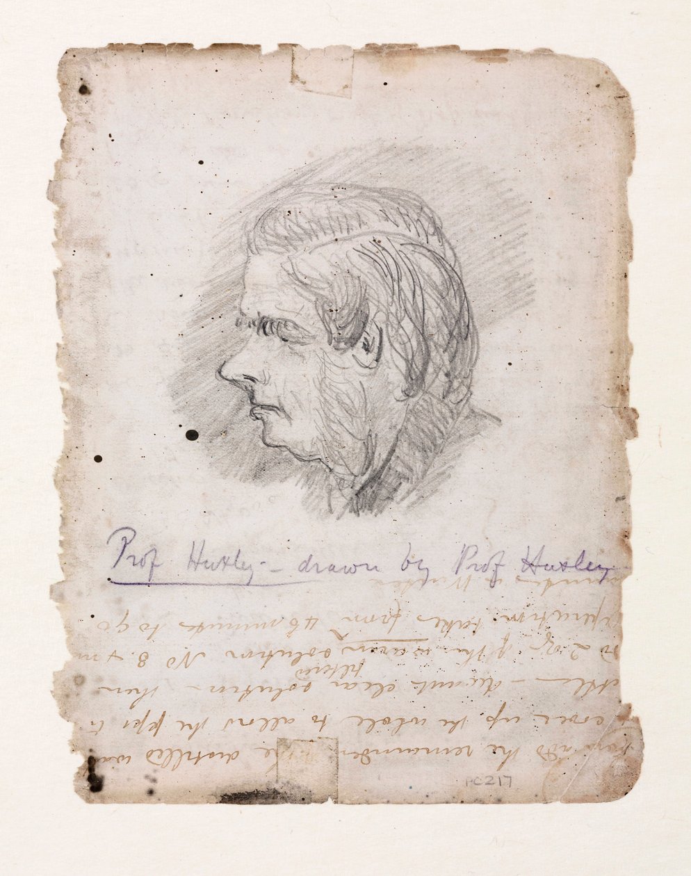 Thomas Henry Huxley, angielski biolog, połowa końca XIX wieku autorstwa Unbekannt