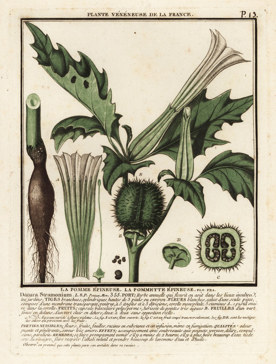 Jabłko cierniste, Datura stramonium. autorstwa Unbekannter Künstler