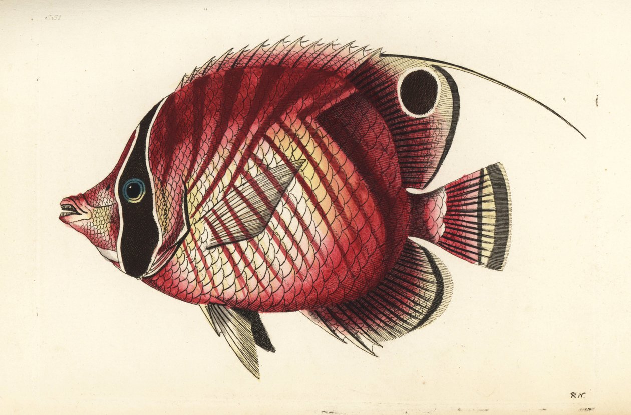 Motylica nitkowata, Chaetodon auriga (Chaetodon w czerwone paski, Chaetodon setifer). Ilustracja narysowana i wygrawerowana przez Richarda Polydore