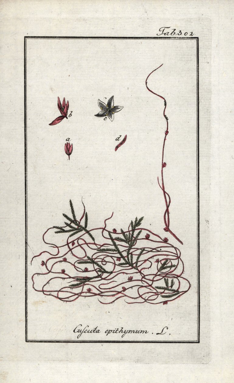 Tymianek pospolity lub tymianek drobnokwiatowy (Cuscuta epithymum). Litografia z "Afbeelding der Artseny-Gewassen" autorstwa Johannesa Zorna (1739-1799), Holandia autorstwa Unbekannter Künstler