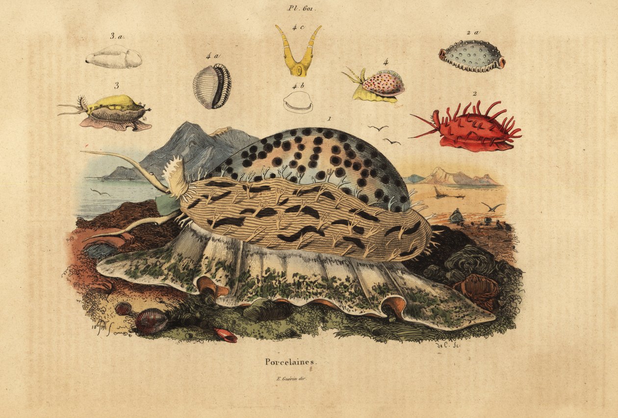 Tygrys, Cypraea tigris 1, pomarszczona, Nucleolaria nucleus 2, Money Cowrie, Monetaria moneta 3 i Ellatrivia merces 4, Porcelaines autorstwa Unbekannt