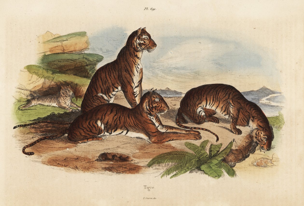 Tygrysy, Panthera tigris, zagrożone autorstwa Unbekannt