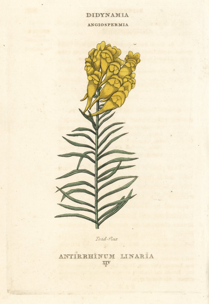 Len zwyczajny, Linaria vulgaris (Antirrhinum linaria). Ręcznie kolorowany miedzioryt według ilustracji Richarda Duppy z jego The Claves and Orders of the Linnaean System of Botany, Longman, Hurst, London. autorstwa Unbekannter Künstler