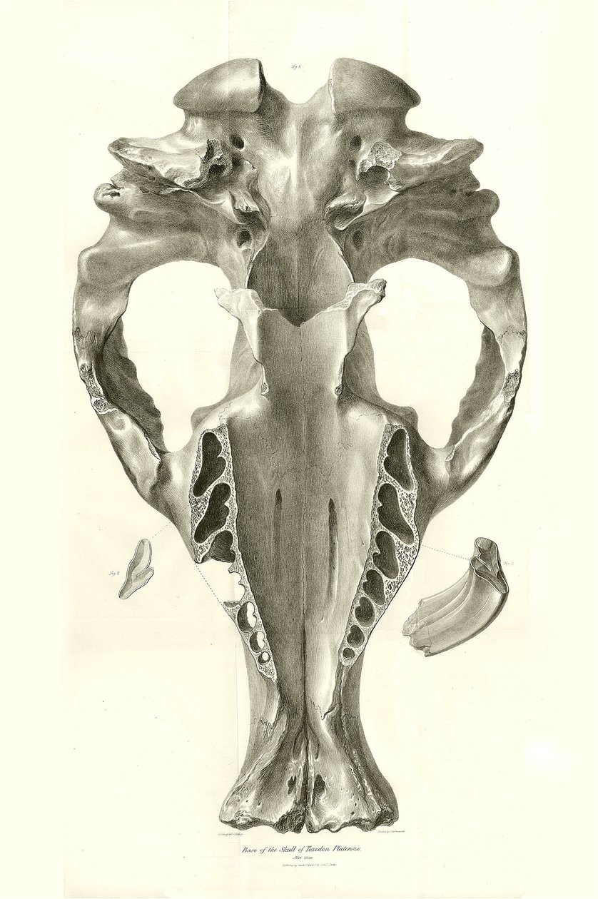 Toxodon Crane, prehistoryczne zwierzę znalezione przez Karola Darwina w pobliżu Montevideo w Urugwaju podczas jego podróży badawczej na pokładzie statku Beagle. Zoologia podróży statku H.M.S. Beagle pod dowództwem kapitana Fitzroya w latach 1832-1836 pod r autorstwa Unbekannter Künstler